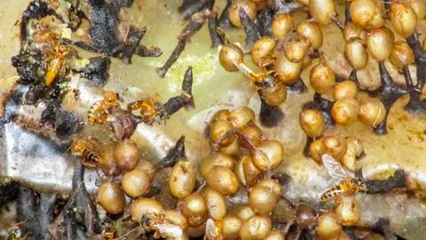 Intricate macro view of a stingless bee (Meliponini) nest, displaying activ.. Stock Photos
