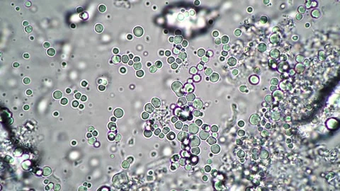 Intricate Microscopic View of Bacteria and Microorganisms on a Biological Sli 動画素材 341925944