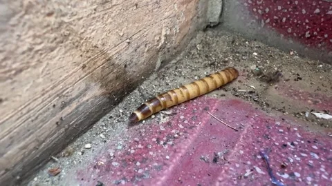Intricate movement of a segmented larva on textured ground adjacent to aged.. Stock Footage 325235258