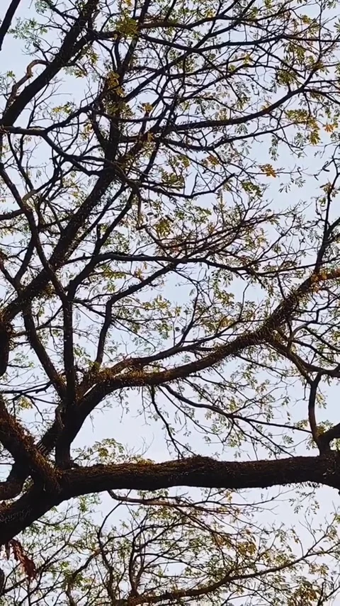 Intricate network of bare tree branches and sparse leaves Stock Footage 341628937