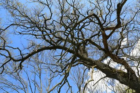 Intricate network of bare tree branches against a clear blue sky Stock Photos