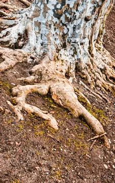 Intricate network of exposed tree roots and textured bark Stock Photos