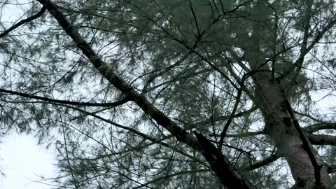 Intricate network of tree branches against a pale sky creating a natural ab.. Stock Footage 340221477