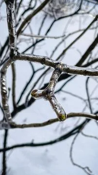 Intricate network of tree branches covered in a thick layer of glistening i.. Stock Photos