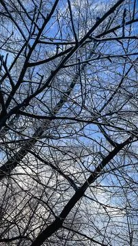 Intricate network of tree branches covered in a thick layer of glistening i.. Stock Photos