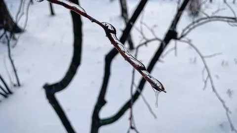 Intricate network of tree branches covered in a thick layer of glistening i.. Stock Photos