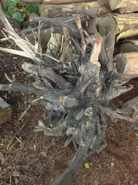 An intricate old tree root system lying on the ground in a natural garden Stock Photos