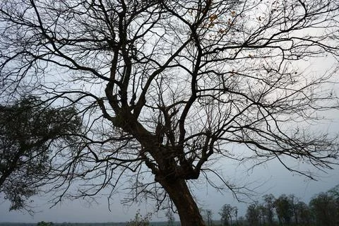 Intricate pattern of bare tree branches spreading across the overcast sky Stock Photos
