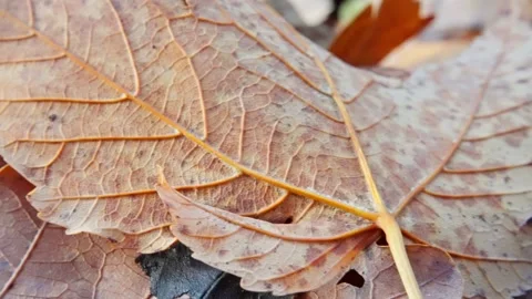 Intricate pattern of leaf veins amidst debris, detailed imagery of leaf textures Video stock 321612165