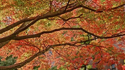 Intricate Pattern of Red and Gold Autumn Maple Leaves Stock Footage 327329373