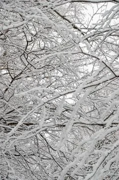 An intricate pattern of snow-covered tree branches Stock Photos