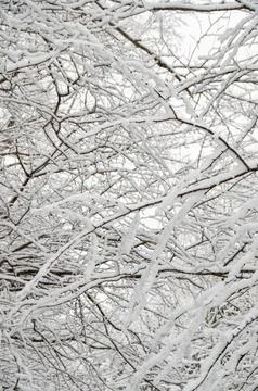 An intricate pattern of snow-covered tree branches Stock Photos