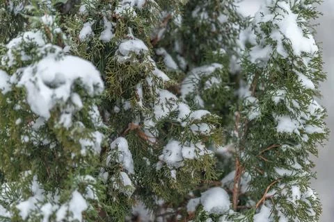 Intricate pattern of snowcovered conifer needles and branches, Closeup of lush g Stock Photos