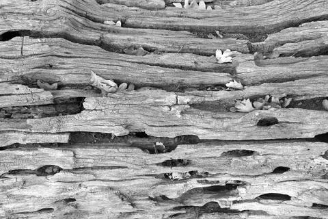 Intricate Pattern of Weathered Tree Bark with Fallen Leaves in Black and Whit Foto stock