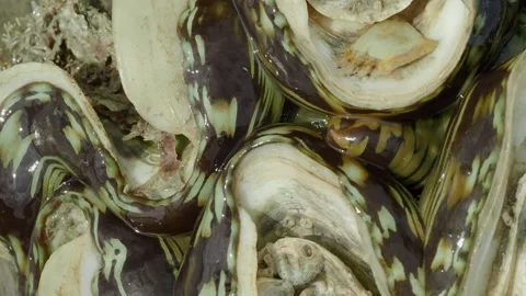 Intricate Patterned Mantle of a Giant Clam Exposed During Low Tide Stock Footage 337450796