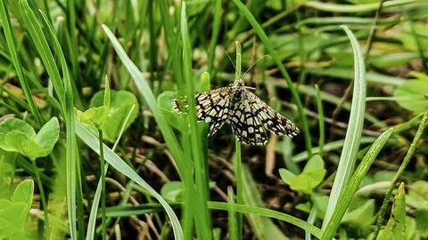 Intricate patterned moth resting on a blade of grass in a lush green field Stock Photos