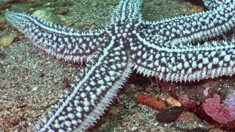 Intricate Patterned Starfish Graces the Sea of Japan's Vibrant Depths Stock Footage 337498526