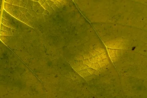 Intricate patterns of light and texture revealed on a vibrant green leaf in.. 写真素材
