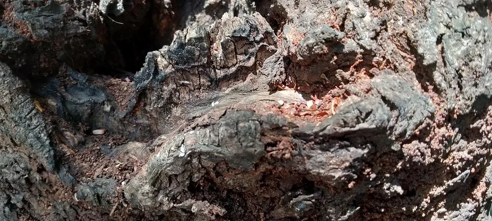 Intricate Patterns on the Rough Trunk Surface of a Petai Tree Stock Photos