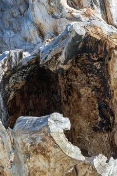 Intricate patterns of a weathered tree stump reveal nature's artistry in a .. Stock-Fotos