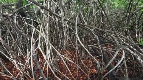 Intricate root system of mangrove trees growing in a cenote swamp Vídeos de archivo 340272787