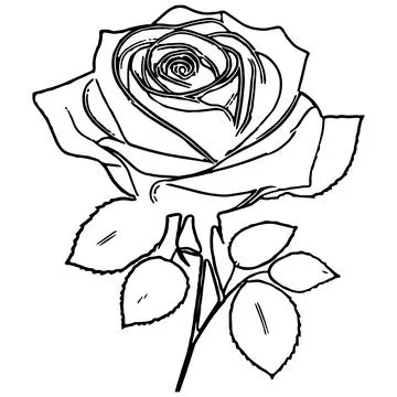 Intricate Rose Line Drawing Vector Illustration Stock Illustration