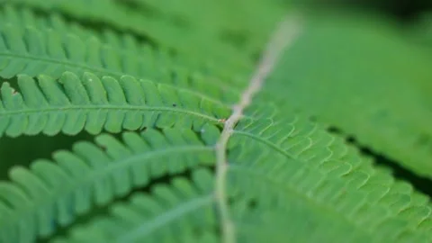 Intricate scale fern leaf patterns macro closeup Stock Footage 201145157