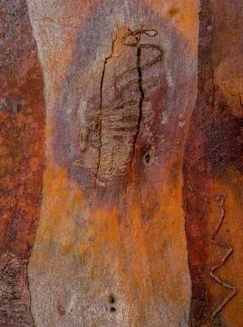 Intricate Scribbles on Scribbly Gum Bark Stock Photos