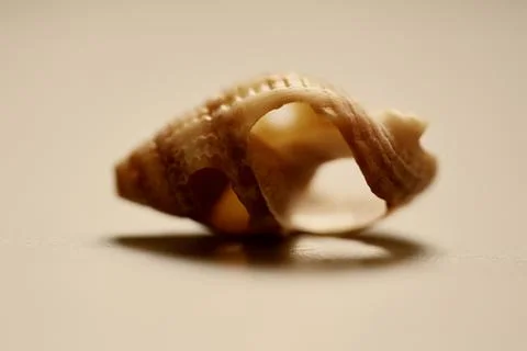 Intricate Seashell Structure: A Macro View. Stock Photos