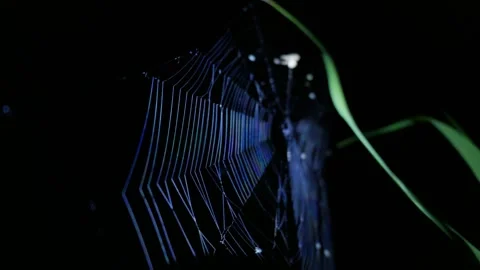 Intricate Silk Orb Spider Web Glowing in the Dark Night Stockbeeldmateriaal 345164205
