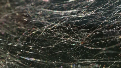 Intricate Spider Web blowing in the wind Stock Footage Vídeo Stock 310339397