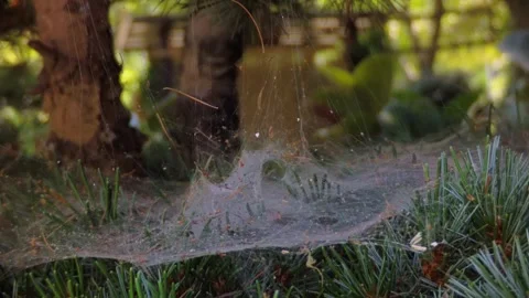 Intricate spider web catching natural light on a pine branch outdoor Stock Footage 340579770