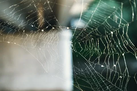 Intricate spider web with dew droplets in soft natural light against blurred Stock Photos