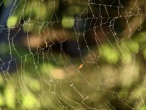 Intricate spider web with dew in soft morning light Stock Photos