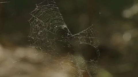 Intricate spider web glittering in sunlight against dark forest background Stock Footage 337389897