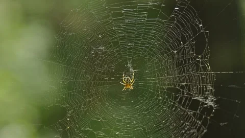 Intricate spider web glittering in sunlight against dark forest background Stock Footage 337390002