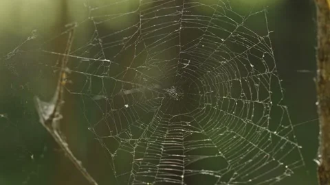 Intricate spider web glittering in sunlight against dark forest background Stock Footage 337390010