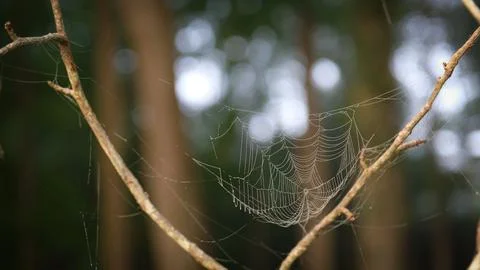Intricate spider web spans between branches in woodland Stock Photos
