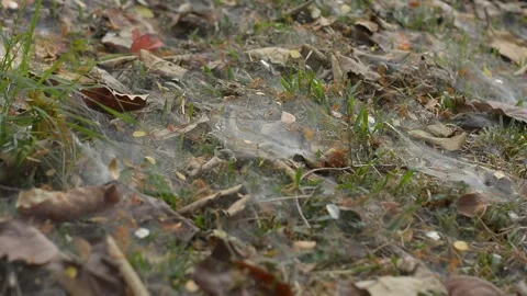 Intricate Spider Web Spun Over Forest Ground Stock-Footage 342514201