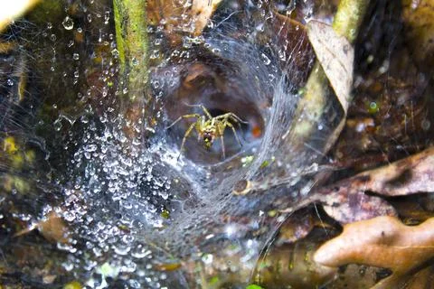 The intricate structure of a cobweb with the insect Stock Photos