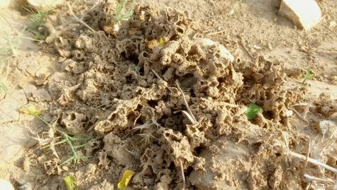 Intricate Termite Mound Structure Built On Dry Sandy Earth Soil Stock Photos