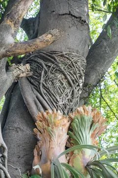 Intricate texture of old banyan tree trunk and aerial roots wrapping around each Stock Photos