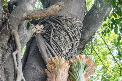 Intricate texture of old banyan tree trunk and aerial roots wrapping around each Stock Photos