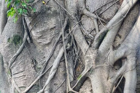 Intricate texture of old banyan tree trunk and aerial roots wrapping around each Stock Photos