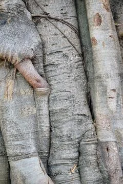 Intricate texture of old banyan tree trunk and aerial roots wrapping around each Stock Photos
