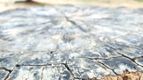 Intricate Textured Details of an Aged Tree Stump with playground slide back.. Stock Footage 317003636