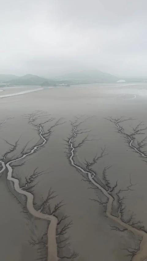 Intricate Tidal Tree Patterns Revealed on Qiantang River Mudflats, Zhejiang 스톡 동영상 337348503