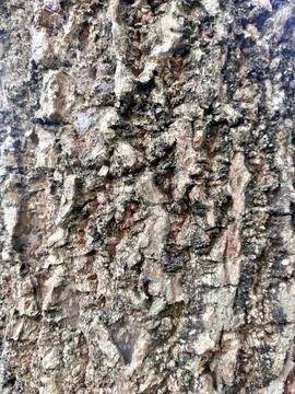 Intricate Tree Bark Texture Foto stock