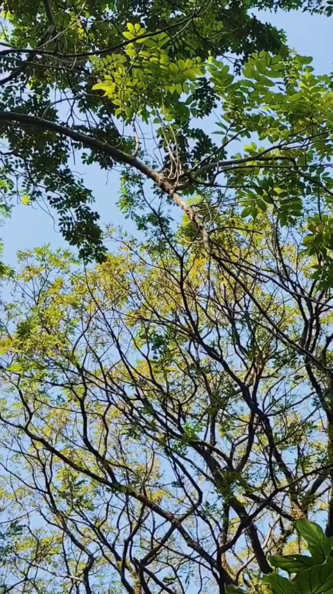 Intricate Tree Branches Against Blue Sky Video stock 341629055