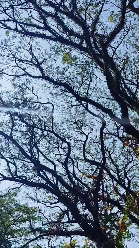 Intricate Tree Branches Against Blue Sky Video stock 341629086